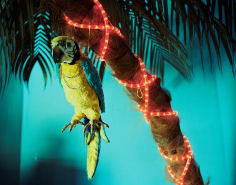 Papagei, 2011, 50x63,5 cm, archival pigment print